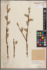 Foto von Salix caprea L.